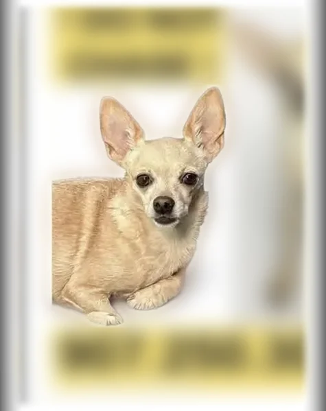 Lost dog, Midnight Sun Court, 2950, Anchorage - female, 7 years old - photo