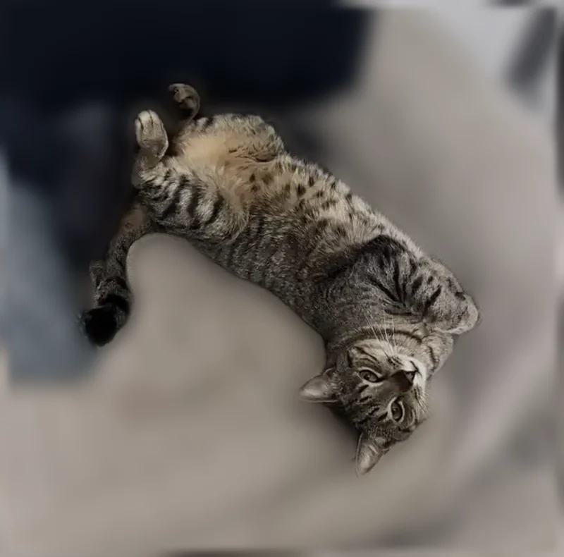 Lost cat, Jenny Drive, Prattville, Prattville - male tabby, crooked tail - photo
