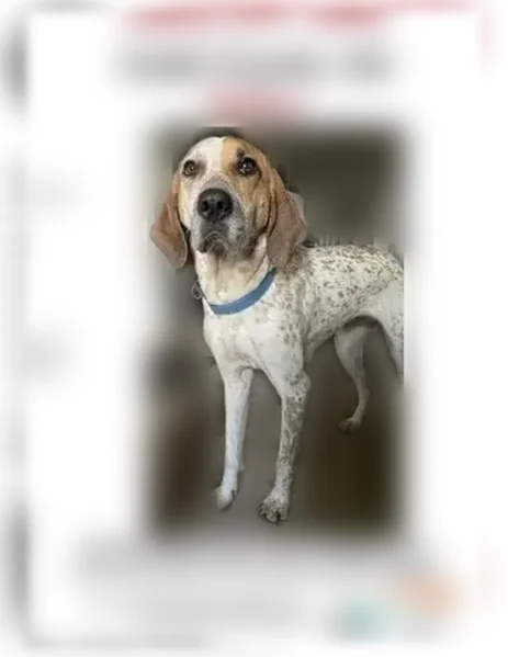 Lost dog, female, South Gordon Road, Mableton - white and orange, big floppy ears - photo