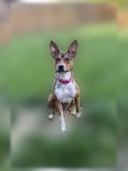 Lost dog, Vienna Circle, 14952, Parker - female, light brown with white chest and paws - photo