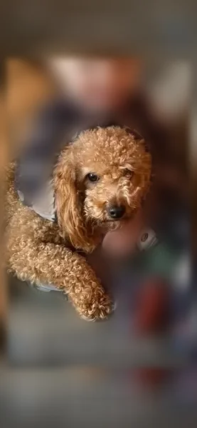 Lost dog, Snyder Road, Arlington - female red/apricot mini poodle - photo