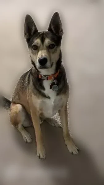Lost dog, North Poplar Street, 110, Bertrand — male, brown and white, neutered - photo