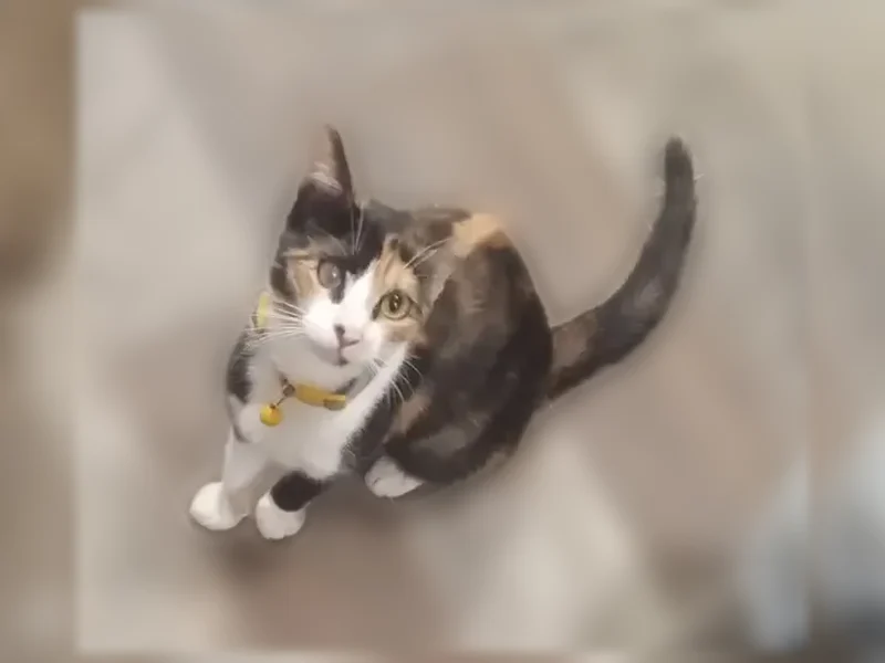 Lost cat, Sutro Street, Reno - female, blind in one eye - photo