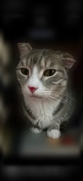 Lost cat, Main Parkway East, Plainview - male grey tabby with white paws - photo