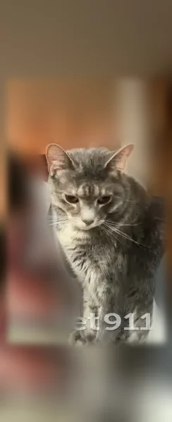 Lost cat, Battlefield Road, 148, Cookeville - grey and white with orange spots - photo