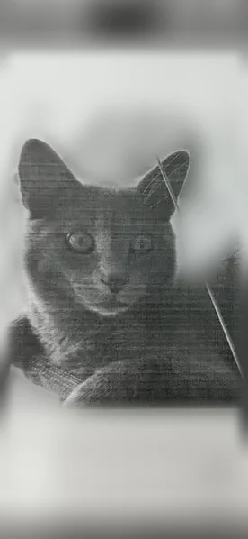 Lost cat, Apley Drive, 115, Cherry Hill Township, Marlton - grey-blue with striped tail - photo
