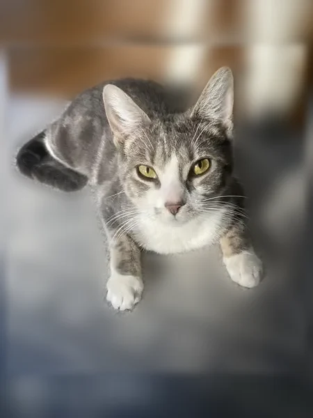 Lost cat, Royce Street, 1440, New York - spayed female, very vocal - photo