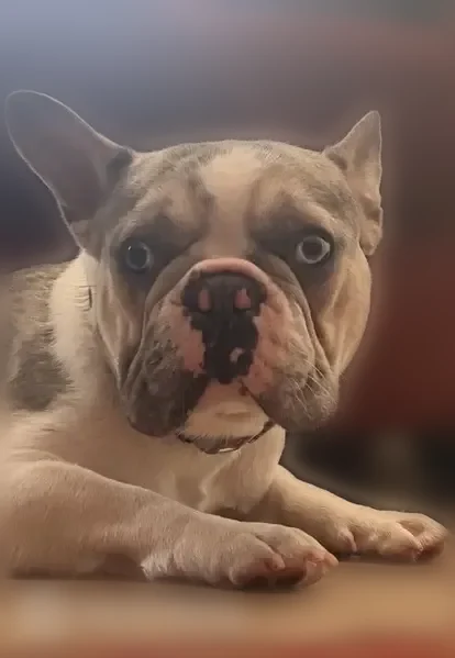 Lost dog, Grand River Avenue, Detroit - white, brown, and gray French bulldog - photo