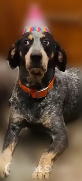 Lost dog, CR-755, 12746, Webster, Orlando — male, mostly bluetick, chipped - photo