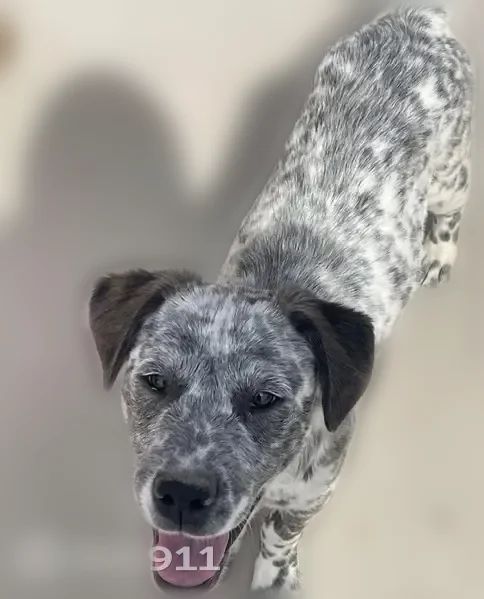 Lost dog, Juneau Street, 1750, San Jose - white with black spots - photo