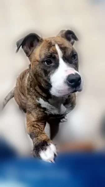 Lost dog, Long Pond, Pennsylvania, Emerald Lakes - male, brown and black brindle with white markings - photo