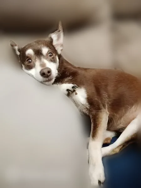 Lost dog, female, Wynnewood, Oklahoma — Chihuahua mix, 15 lbs, diabetic - photo