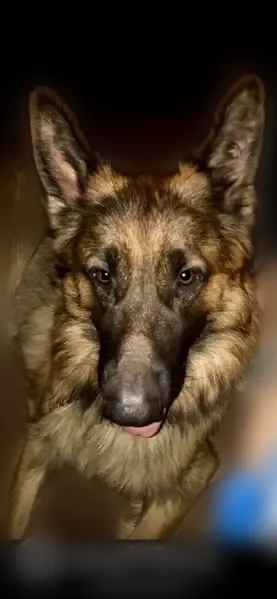 Lost dog, William Street, 152, Scranton - male German shepherd, 115 lbs - photo