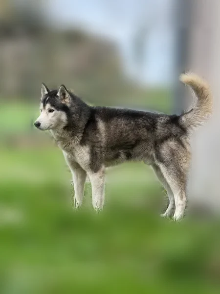 Chien perdu mâle, Saint-Séglin, Vannes - type Husky noir et blanc, yeux marrons - photo