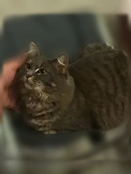 Chat perdu femelle, Avenue de l'Aisne, 4, Soissons - pelage long gris et ventre crème - photo