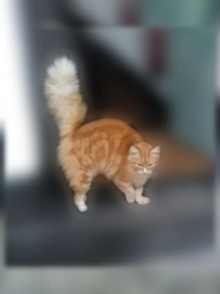 Chat perdu mâle, Passage Notre-Dame de la Treille, Lille - roux et blanc, angora - photo