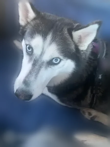 Lost dog, East Snowflake Boulevard, 377, Snowflake - female husky - photo