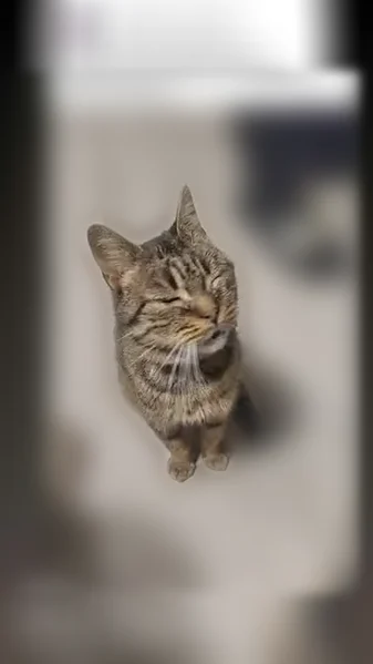 Chat perdu femelle, Rue des Haies, Maroilles - photo