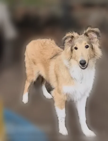 Lost dog, South 525 West, Morocco, Morocco - female collie, microchipped - photo