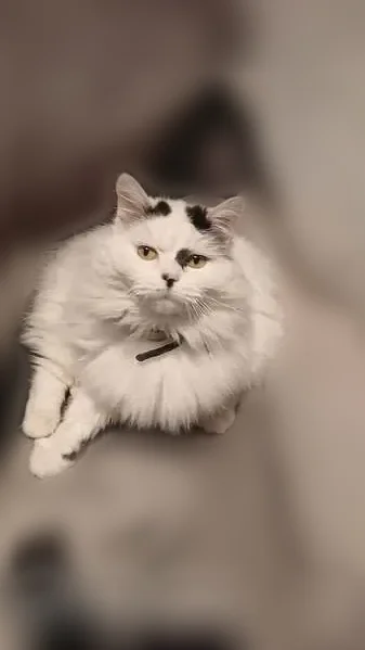 Chat perdu femelle, Rue du Docteur Paul Vauthier, 12, Lérouville - identifiée, stérilisée - photo
