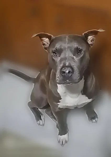 Lost dog, Lafayette Avenue, 896, Springfield - male pit bull with white socks and chest - photo