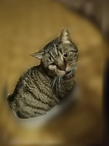 Chat perdu mâle, Rue Van Gogh, Saint-Herblain - tigré noir et marron - photo