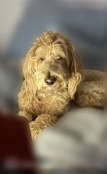 Lost dog, Riceville, Tennessee - friendly golden doodle - photo