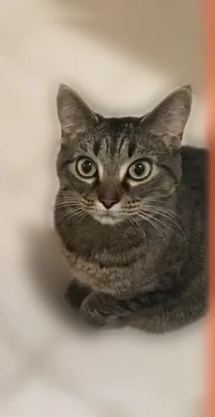 Lost cat, Suncrest Drive, 1539, Kingsport — female tabby, front-declawed, green eyes - photo