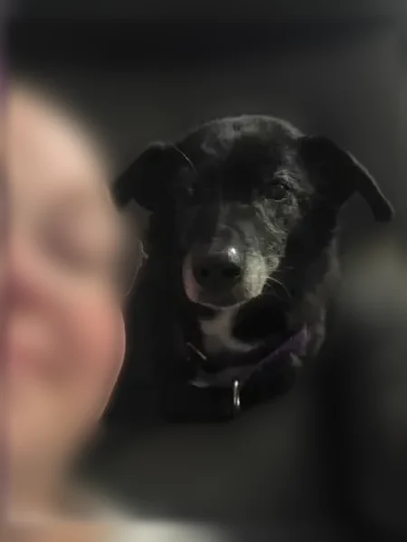 Lost dog, Prairie Road, 10450, Potosi, Kansas City - female, purple collar - photo
