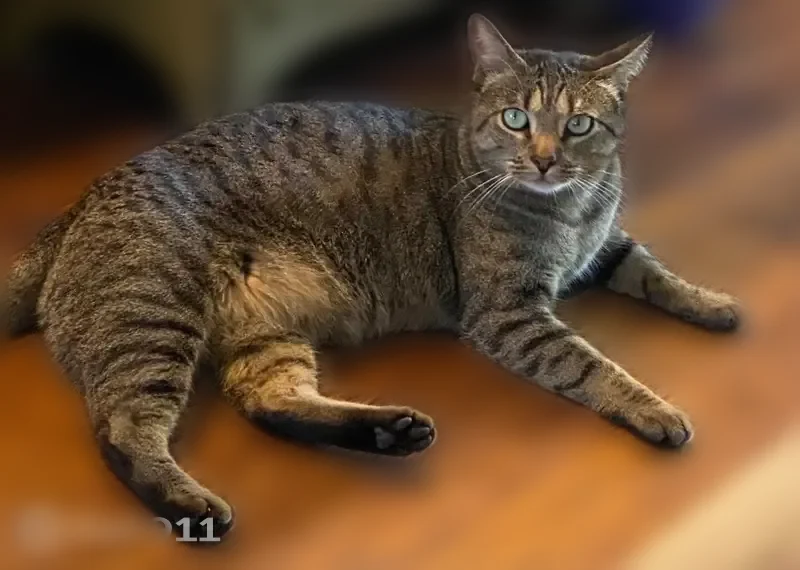 Lost cat, Whispering Oaks, 3709, Temple - male, brown tabby, 11 years old - photo