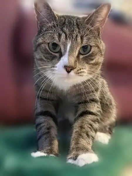 Lost cat, Fenimore Street, 340, New York - male grey tabby with white markings - photo