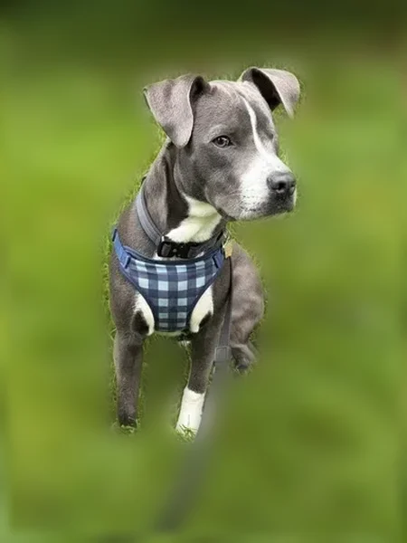 Lost dog, Maple Drive, 316, Kennett Square - male, missing left eye - photo
