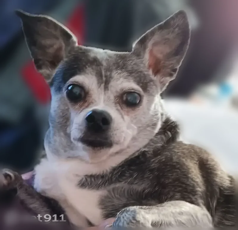 Lost dog, West 105th Street, Chicago - black and white, got off her leash - photo