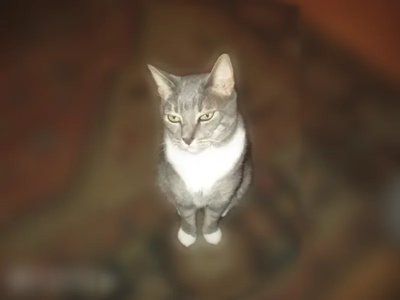 Lost cat, 186th Street, 89-41, New York - male, grey with stripes and green eyes - photo