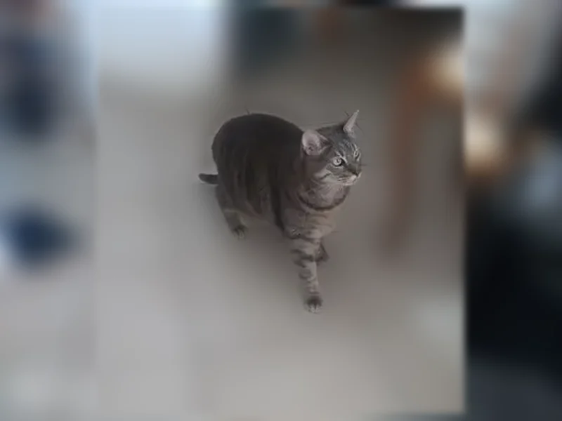 Chat perdu mâle, Rue Paratojo, 31, Bastia - grand chat gris tigré - photo
