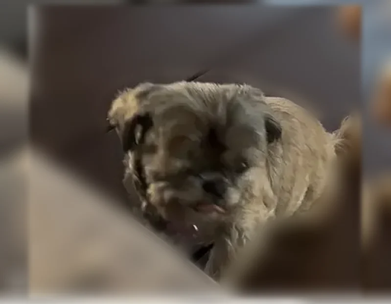 Lost dog, Scotwood Drive, 3949, Nashville - female - photo