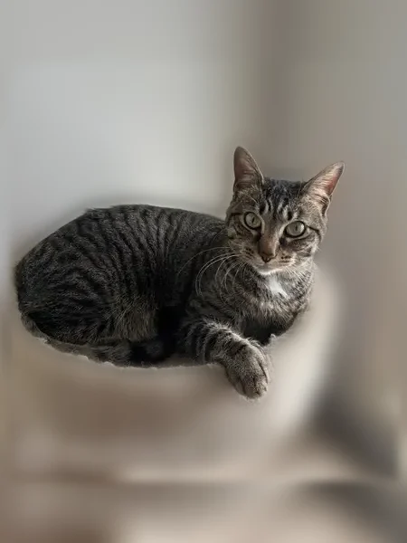 Lost female cat, South Rainbow Drive, 1999, Memphis - small grey tabby with a white chest puff - photo