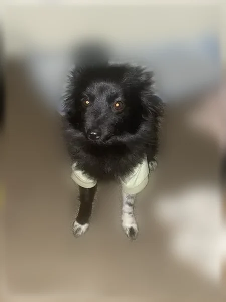 Lost dog, West Washington Street, 1252, South Bend - female Pomeranian, black with white leg - photo
