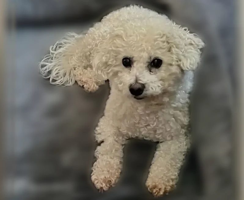 Lost dog, Cromwell, Connecticut, Cromwell - 12 lbs, 11 years old - photo