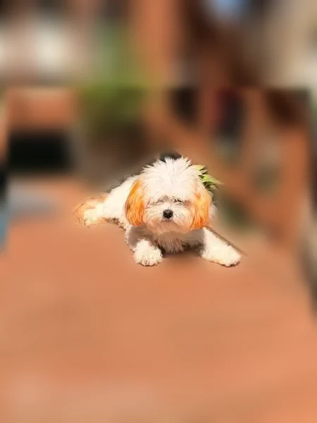 Lost dog, Middle Lane, 10409, New Haven - white coat, orange ears and tail - photo