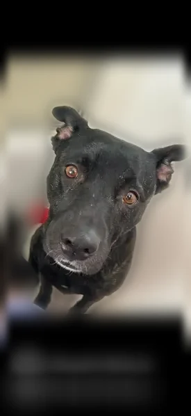 Missing dog Female, Carson City (usl539345) - photo
