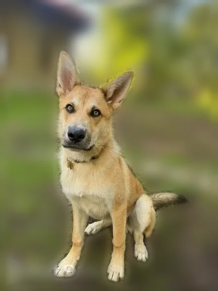 Lost dog, Nevada City, California - went toward North Fork Creek - photo