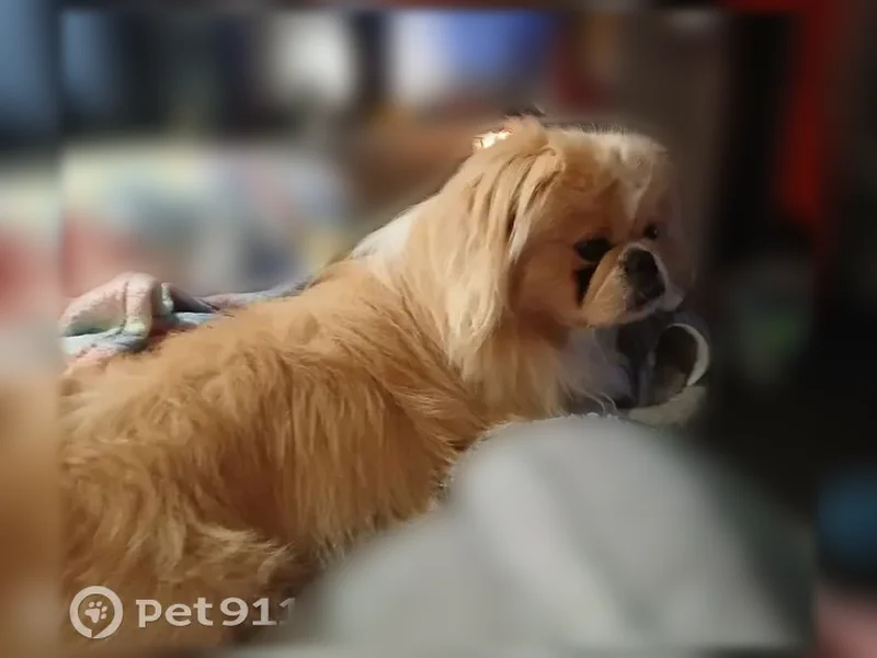 Lost dog, Waxmyrtle Way, Perry - cream-colored Pekingese, long coat - photo
