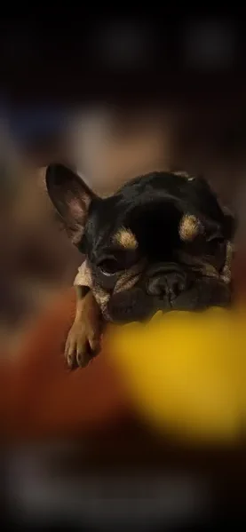 Lost dog, West Washington Avenue, 756, Jackson - female Frenchie - photo