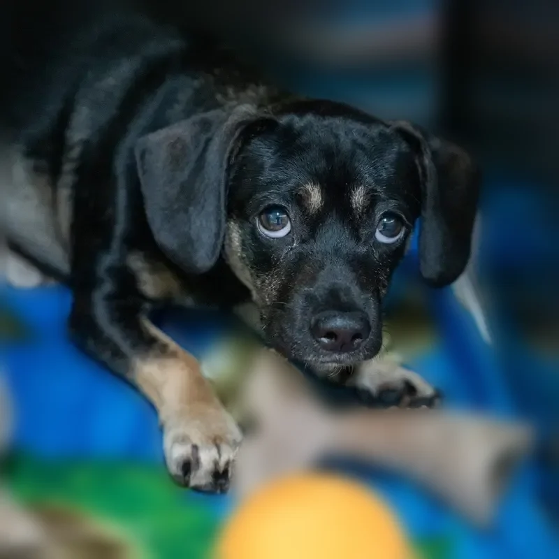 Lost dog, male, Evergreen Lane, 4326, Talmo - black and tan, microchipped - photo