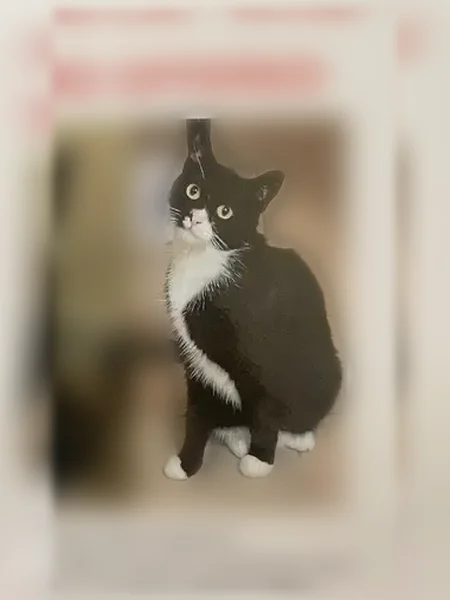 Lost cat, female, 68th Street, 70-15, New York - small, shy black tuxedo - photo