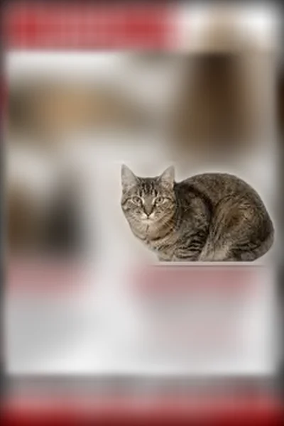 Lost cat, Glenwood Court, 2717, Naperville - photo