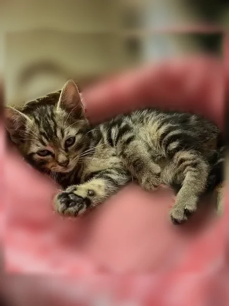 Chat perdu, femelle, Rue du Champ Baudry, 13, La Flèche, Paris - toute petite, 2 mois - photo