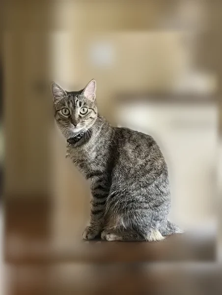 Lost cat, East Ridge Circle, 1989, Madison - female, gray tabby - photo