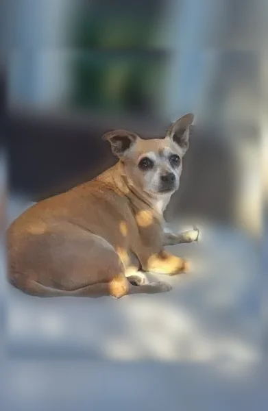 Lost dog, West Escuda Road, Glendale - male chihuahua, reddish brown coat - photo